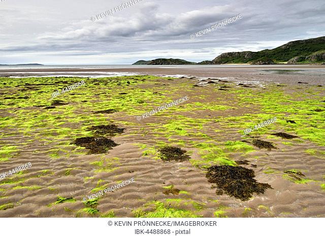 Low tide on a beach with seaweed, between Laide and Mungasdale, Atlantic Coast, Scotland, United Kingdom