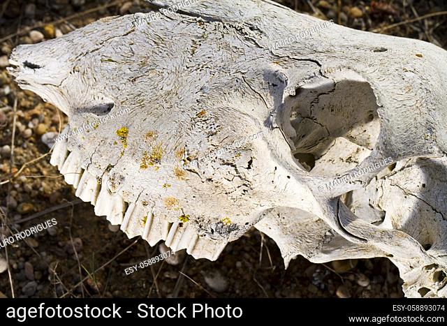 Close view of a skull of a sheep on the ground