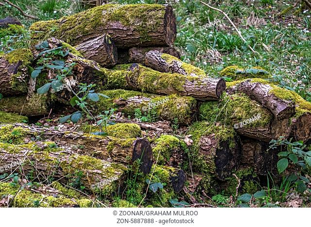 Overgrown Logs In The Woods Berkshire UK