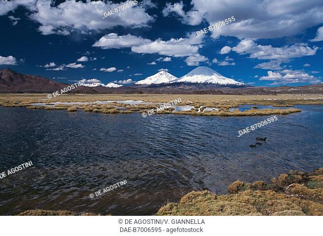 Brackish lake with giant coots (Fulica gigantea) nesting, in the background the Volcanoes Parinacota and Pomerame, Lauca National Park, Chile