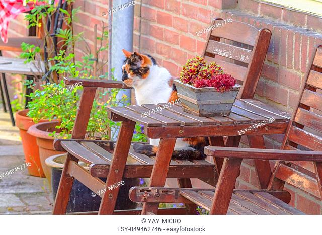 Cute cat relaxes on a wooden chair in the garden, cat sitting on the chair