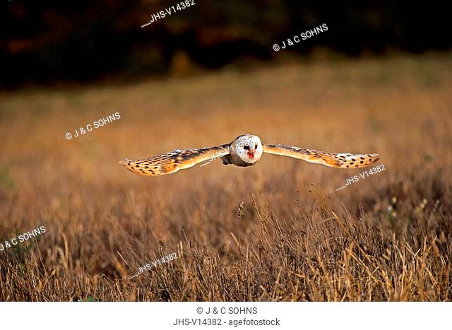 Barn Owl, (Tyto alba), adult flying calling, Rimavska Sobota, Slovak Republic, Europe
