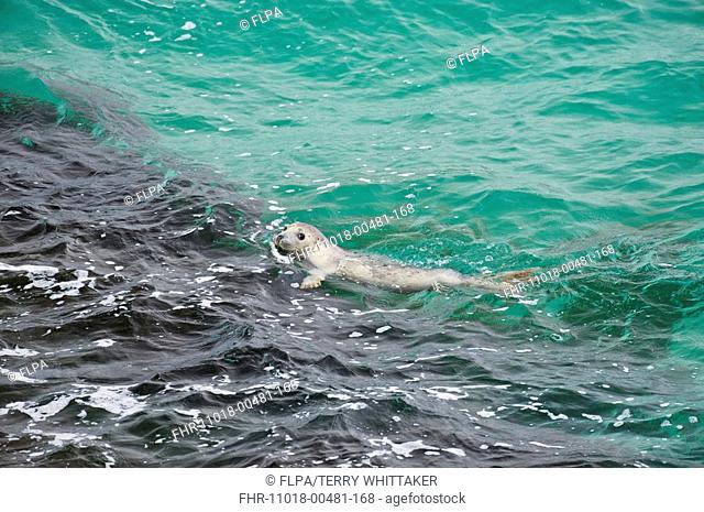 Grey Seal Halichoerus grypus adult, swimming, Blasket Islands, County Kerry, Ireland