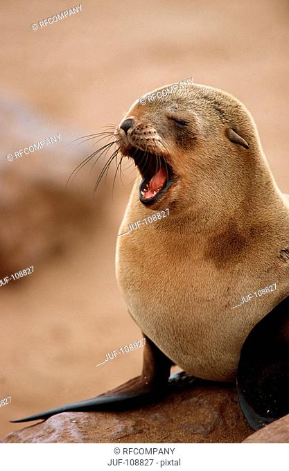Cape Fur Seal / Arctocephalus pusillus