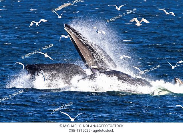 Adult humpback whales Megaptera novaeangliae co-operatively 'bubble-net' feeding along the west side of Chatham Strait in Southeast Alaska