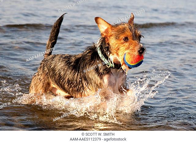 Jack Russell Terrier (mix breed) Retrieving Ball in Lake; Emmet Co. Lake Michigan, MI