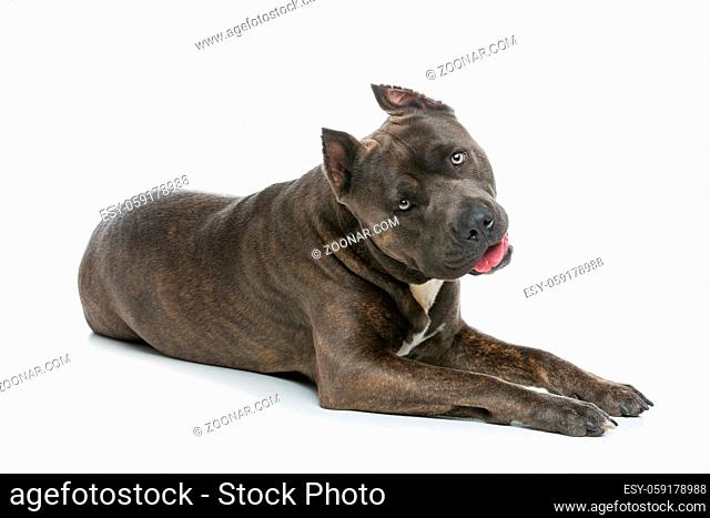 Beautiful american staffordshire terrier dog. Tiger blue color male pet. Isolated on white background