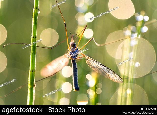 Cabbage snake (Tipula) on horsetail with dew drops against the light, Bavaria, Germany, Europe