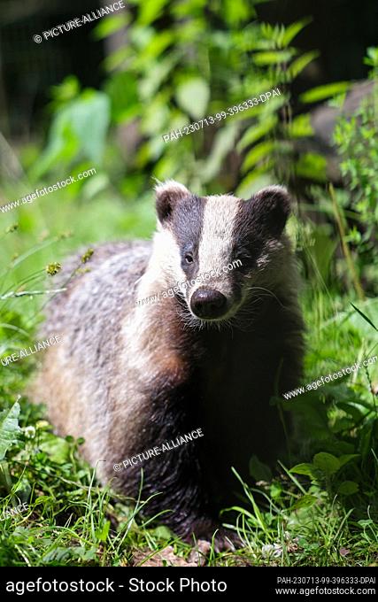12 July 2023, Schleswig-Holstein, Eekholt: A badger stands in its enclosure at Eekholt Wildlife Park. Photo: Christian Charisius/dpa