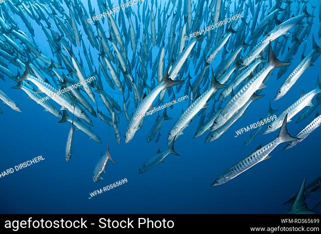 Shoal of Blackfin Barracuda, Sphyraena qenie, Shaab Rumi, Red Sea, Sudan
