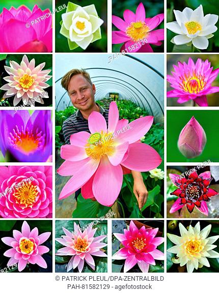 COMBO - Christian Meyer-Zilinski of the water lily farm showing a lotus flower named Bigfoot, surroundewd by pictured of various water lilies and lotus flowers
