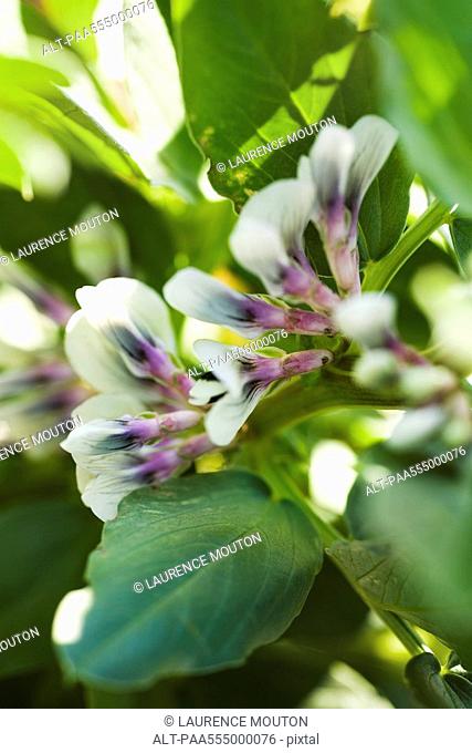 Broad bean Vicia faba plants in flower, close-up