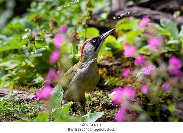green woodpecker (Picus viridis), between flowers at searching food, Switzerland, Sankt Gallen