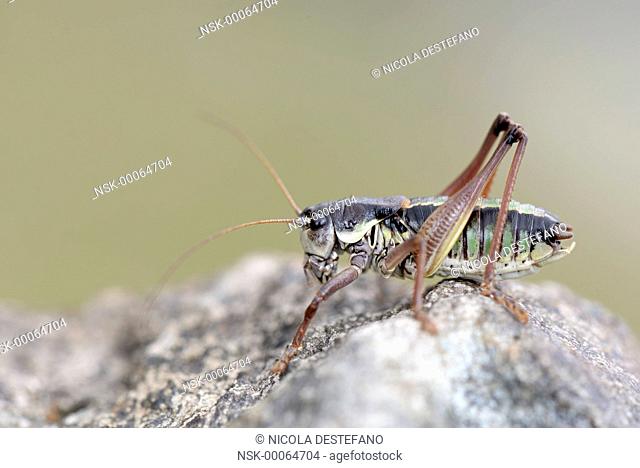 Western Alpine Bush-cricket (Anonconotus occidentalis) male perched on a stone, Italy, Piedmont, Orsiera Rocciavre Natural Park