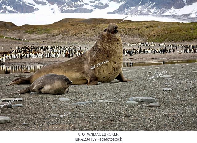 Southern Elephant Seals (Mirounga leonina) in front of a King penguin (Aptenodytes patagonicus) colony, St. Andrews Bay, South Georgia Island