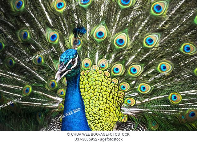 Close up of a male peacock displaying its stunning tail feathers at Jong's Crocodile Farm, Siburan, Sarawak, Malaysia