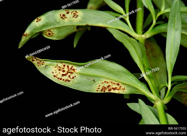 Or snapdragon (Antirrhinum) Puccinia antirrhini, pustules in circular lesion on underside of -leaf, Berkshire, England, United Kingdom, Europe