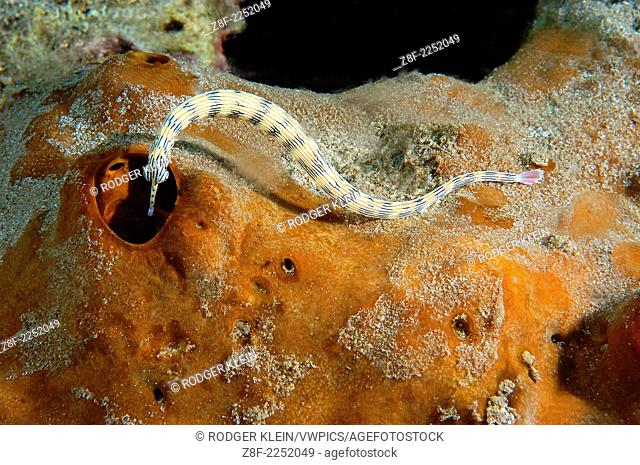 banded pipefish, Doryrhamphus sp. searches for food on coral, Lembeh Strait, North Sulawesi, Indonesia