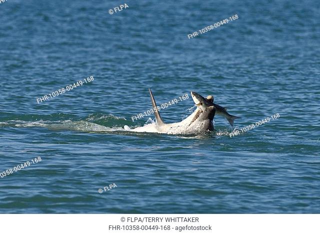 Bottlenose Dolphin Tursiops truncatus 'Dave', solitary 'friendly' adult, feeding on Grey Mullet Chelon labrosus, Folkestone, Kent, England