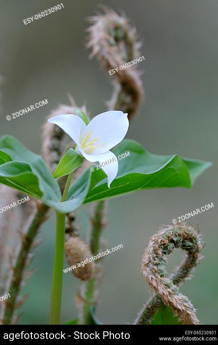 Western Trillium Trillium ovatum, Cowichan Valley, Vancouver Island, British Columbia, Canada