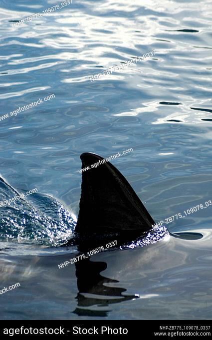 Great White shark's dorsal fin  Date: 07/11/2003  Ref: ZB775-109078-0337  COMPULSORY CREDIT: Oceans Image/Photoshot