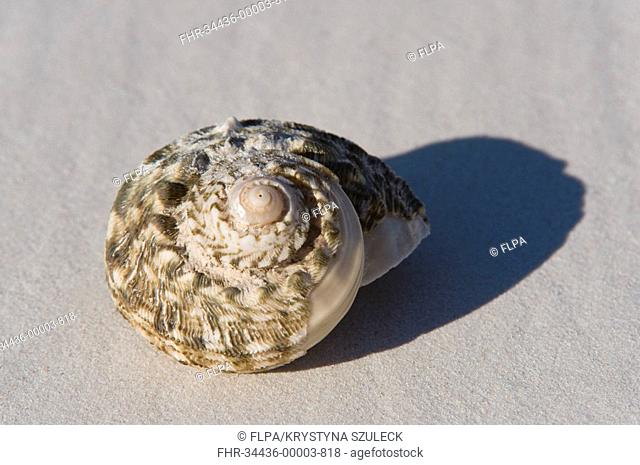 Turban Shell Turbo sp empty shell on beach, Kanidal Beach, Nuytsland Nature Reserve, Western Australia, september
