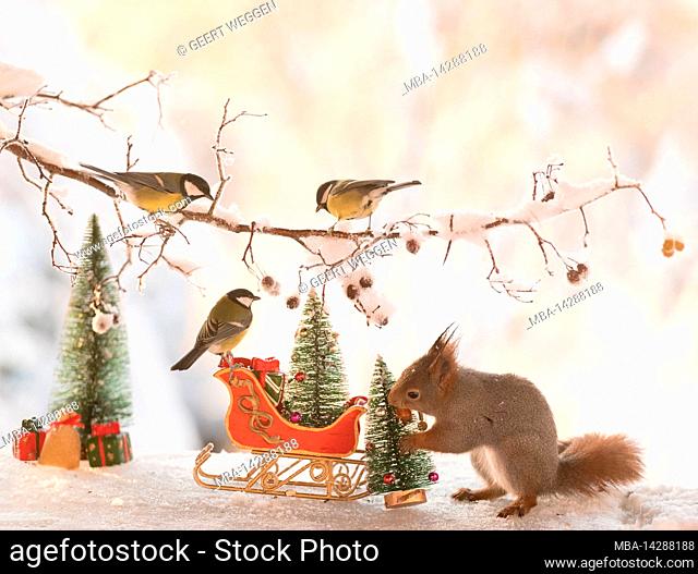 red squirrel and great tit with a sledge