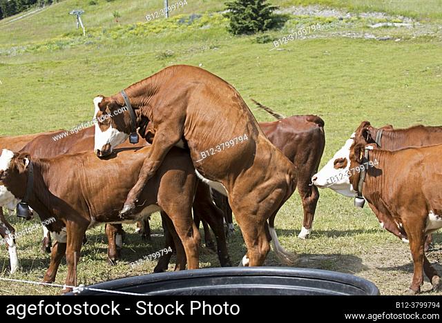 France, Haute-Savoie (74), Alps, breed Abondance (Bos taurus), cow games, dominance