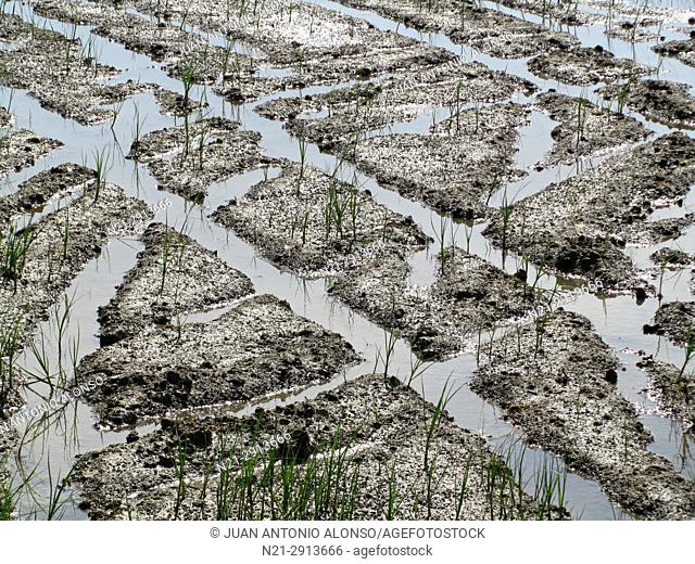Rice fields. Delta del Ebro. Tarragona, Catalonia, Spain, Europe