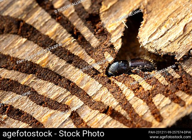 11 December 2023, Thuringia, Erfurt: A bark beetle is stuck in the bark of an infested spruce on a damaged area at the Thuringian Forestry Office in...
