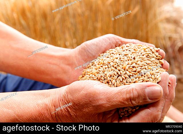 Wheat farmers holding hands