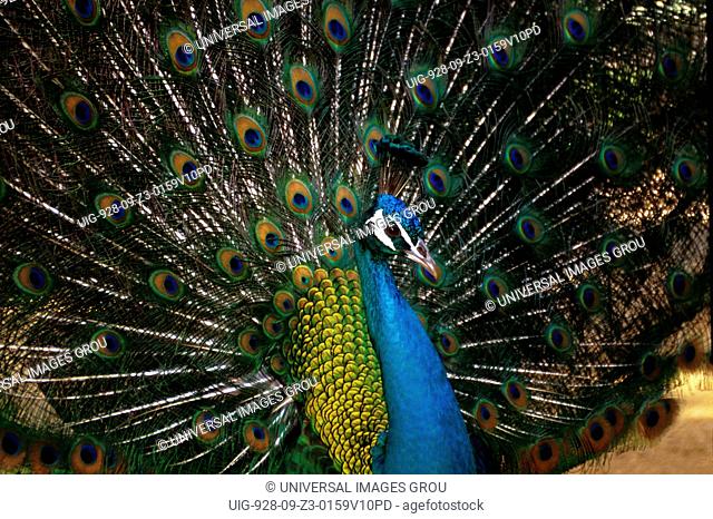 Hawaii, Oahu, Waimea Falls Park. Male Peacock Displaying Feathers