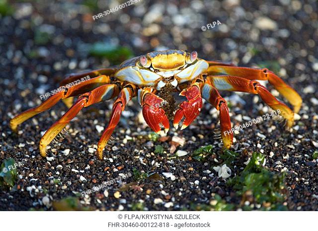 Sally Lightfoot Crab Grapsus grapsus adult, feeding on seaweed, Punta Tortuga, Isabela Island, Galapagos Islands