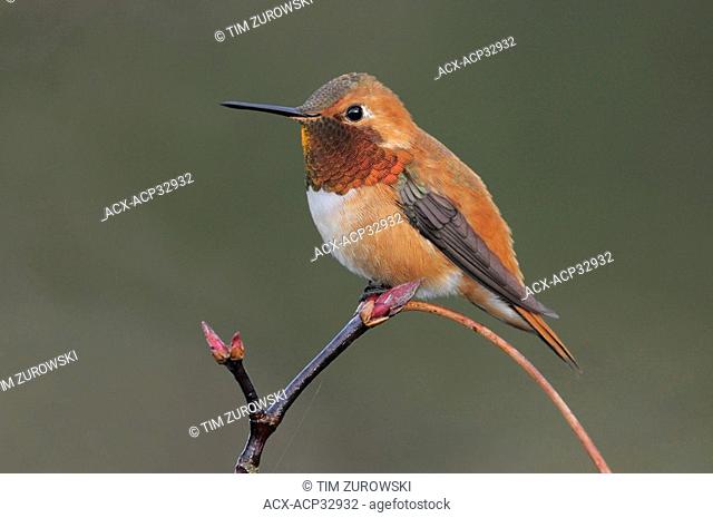 Male Rufous Hummingbird Selasphorus rufus perched on a branch