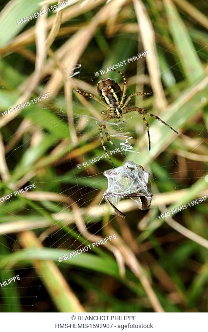 France, Araneae, Araneidae, Wasp spider (Argiope bruennichi), female swaddling its prey, a grasshopper