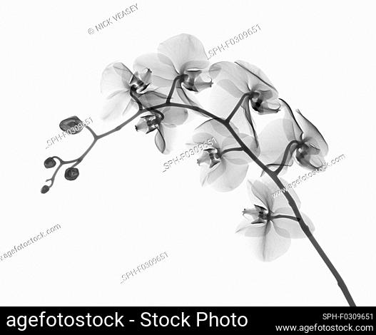 Orchid stem (Phalaenopsis sp.), X-ray