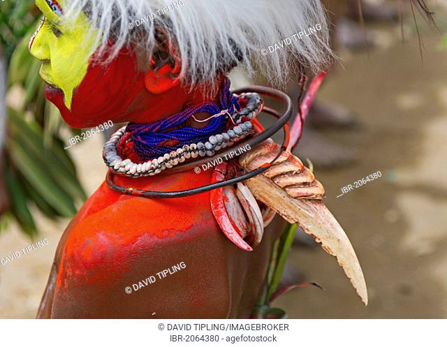 Huli Wigman from the Tari Valley in Southern Highlands, wearing a bill from Blyth's Hornbill as decoration, Papua New Guinea, Oceania