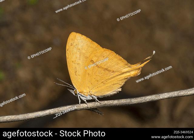 Yamfly Butterfly, Loxura atymnus, Thane, Maharashtra, India