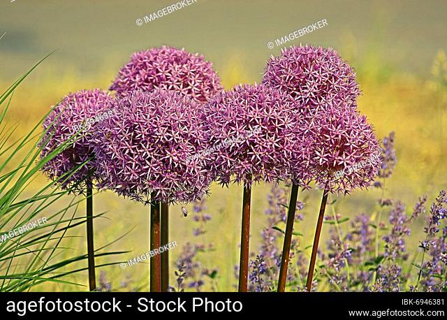 Purple ornamental leek (Allium) and catmint (Lamiaceae) Germany