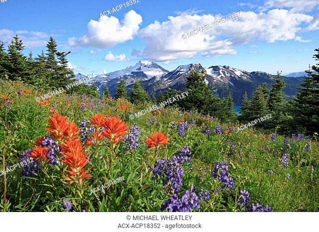 Field of wildflowers, Garibaldi Provincial Park, British Columbia, Canada