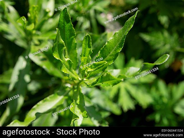 Green young plant with long leaves growing on the field on a sunny summer day