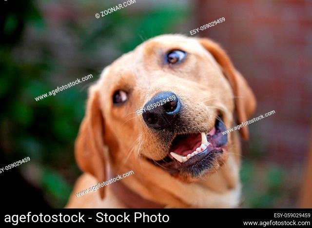 A beautiful, young golden labrador retriever with a friendly smile on his face. High quality photo