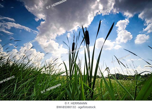 common cattail, broad-leaved cattail, broad-leaved cat's tail, great reedmace, bulrush (Typha latifolia), worms-eye view with cloudy sky, Germany, Brandenburg