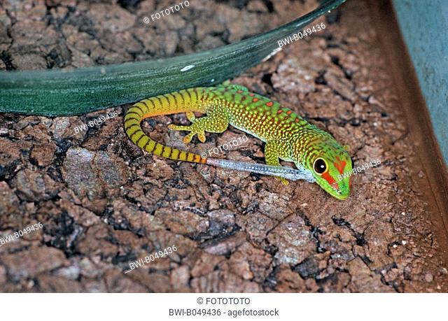 Madagascar giant day gecko Phelsuma madagascariensis grandis, Phelsuma grandis, juvenile at first skinning