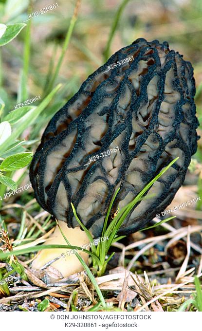 Black Morel mushroom (Morchella angusticeps): mature fruiting body of morel mushroom in open conifer woodland, early July. Churchill. Manitoba. Canada