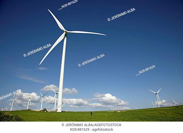 Grain field and wind turbines, Tarifa. Cadiz province, Andalusia, Spain