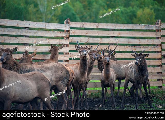 Domesticated deers marals on farm in Altay