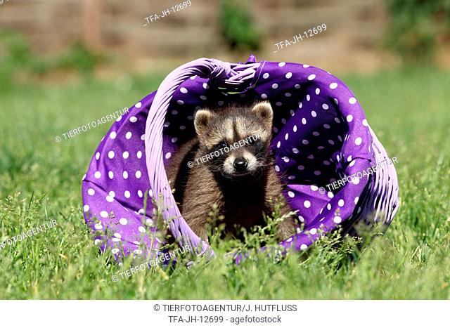 northern raccoon baby
