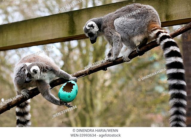 Lemurs and squirrel monkeys hunt for their colourful papier mache eggs hanging all over their enclosure, filled with tasty snacks