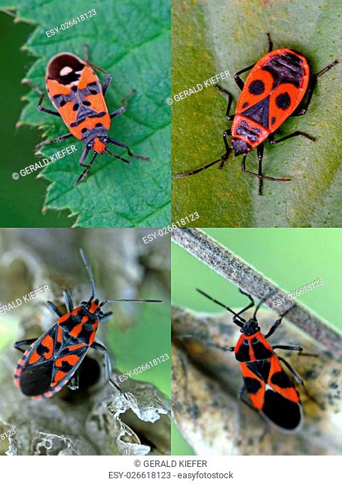 four red and black bugs